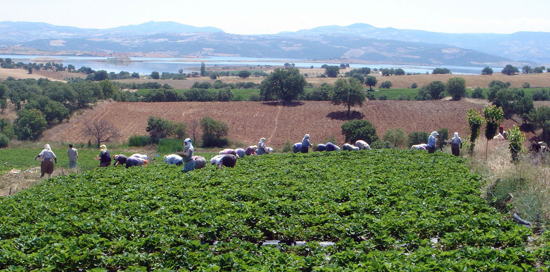 Arazi toplulaştırma çalışmaları