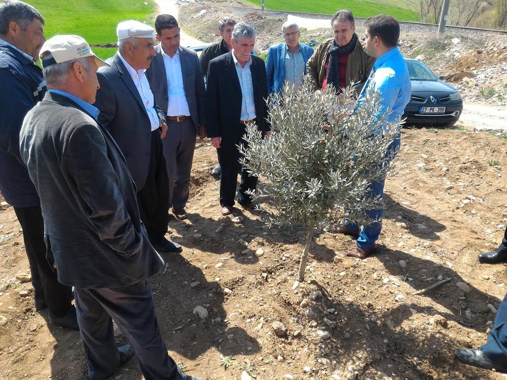PAZARCIK ÇİFTÇİLERİNE ZEYTİNDE BUDAMA EĞİTİMİ VERİLDİ