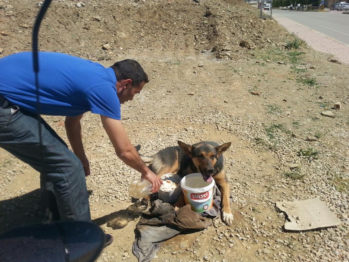 YARALI KÖPEĞE BELEDİYE EKİPLERİ SAHİP ÇIKTI