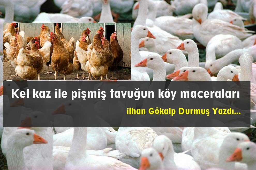 Kel kaz ile pişmiş tavuğun köy maceraları