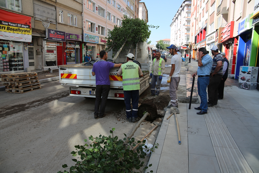 KEPENEK CADDESİ YENİ AĞAÇLARIYLA DAHA DA GÜZELLEŞİYOR…”
