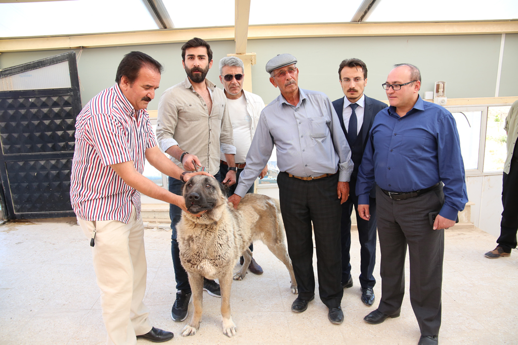 HALİSDEMİR’E KANGAL KÖPEĞİ HEDİYE EDİLDİ…
