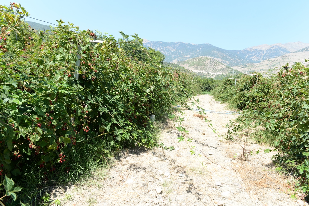 KAHRAMANMARAŞ’TA BÖĞÜRTLEN HASATI DEVAM EDİYOR