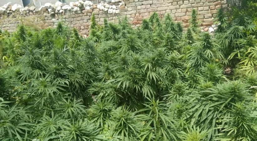 Kahramanmaraş Göksun ilçesi Uyuşturucu Operasyonu