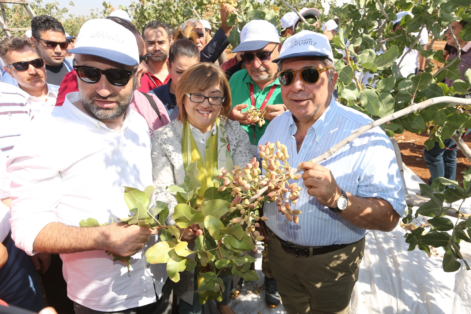 “ANTEPFISTIĞI FESTİVALİ” TARLADA HASAT İLE BAŞLADI