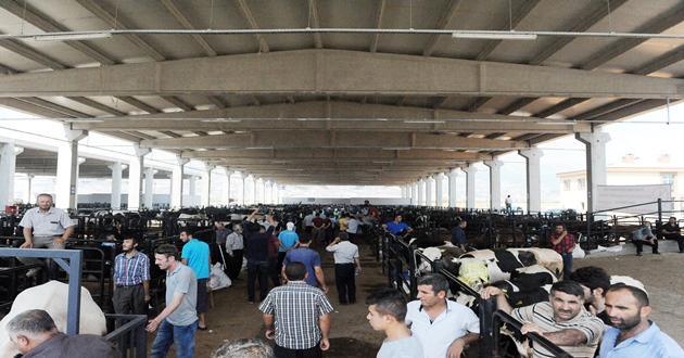 VATANDAŞLAR CANLI HAYVAN BORSASI’NDAN MEMNUN