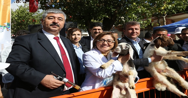 BÜYÜKŞEHİR; 250 BİN KÜÇÜKBAŞ HAYVANA AŞI YAPTIRIYOR