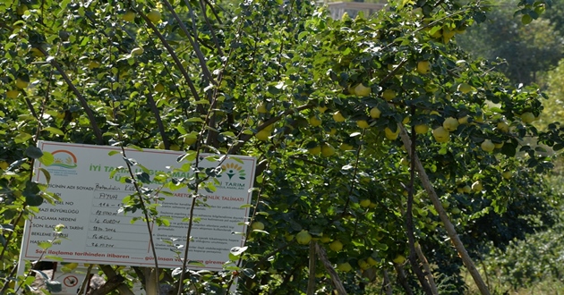 AYVALAR KAHRAMANMARAŞ’TAN