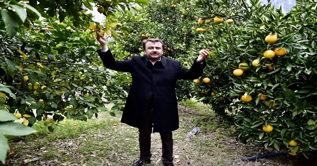 BAŞKAN ERKOÇ’TAN NARANCİYE BAHÇELERİNDE İNCELEME