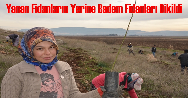 Yanan Fidanların Yerine Badem Fidanları Dikildi