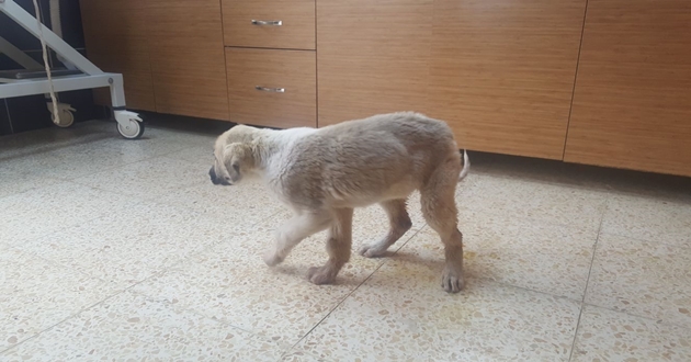 BÜYÜKŞEHİR’DEN YARALI KÖPEĞE MÜDAHELE