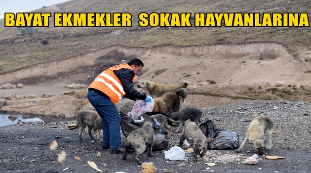 BAYAT EKMEKLER SOKAK HAYVANLARINA