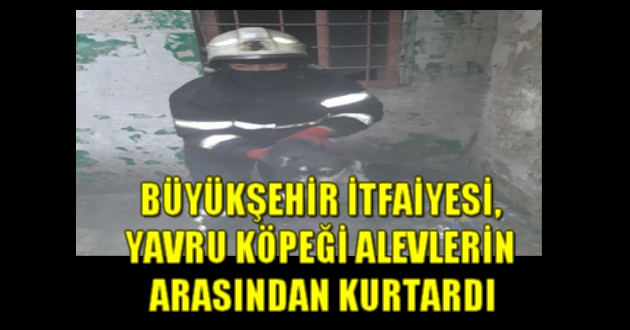 BÜYÜKŞEHİR İTFAİYESİ, YAVRU KÖPEĞİ ALEVLERİN ARASINDAN KURTARDI