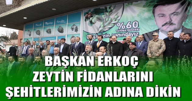 BAŞKAN ERKOÇ ZEYTİN FİDANLARINI ŞEHİTLERİMİZİN ADINA DİKİN
