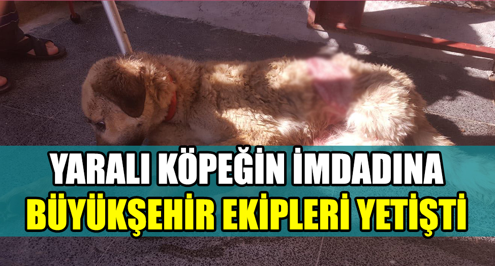 YARALI KÖPEĞİN SAĞLIK DURUMU İYİ