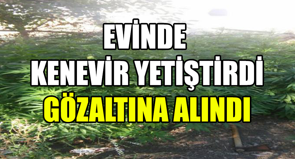 EVİNDE KENEVİR YETİŞTİRDİ