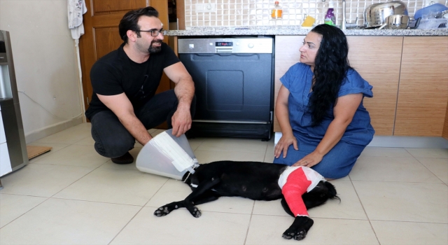 Üzerinden aracın geçmesi sonucu yaralanan sokak köpeğini hayata bağladılar