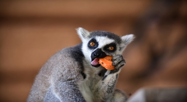 Tarsus Doğa Parkı’nın ”Madagaskarlı” sakinleri: Lemurlar