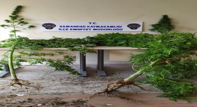 Samandağ’da uyuşturucu operasyonları