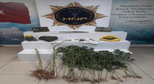 Hatay’da evlerinde Hint keneviri yetiştiren 3 şüpheli yakalandı
