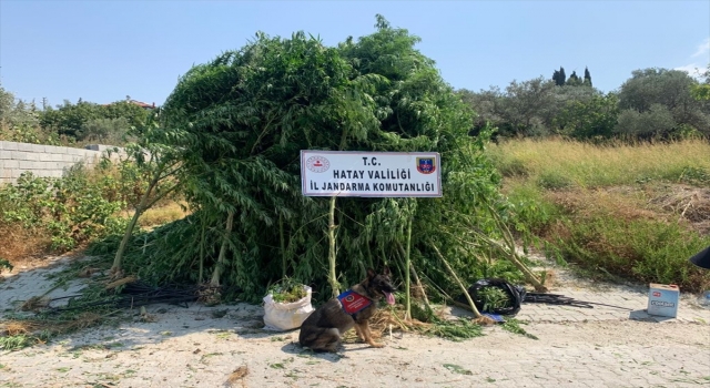 Hatay’da 489 kök Hint keneviri ve 6 kilo 790 gram esrar ele geçirildi