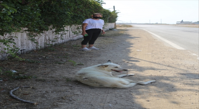Adana’da özel güvenlik görevlisinin sokak köpeğinin üzerine sıcak su dökmesi kamerada