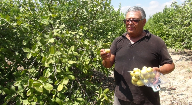Mersin’de tropikal meyve guavanın hasadı başladı