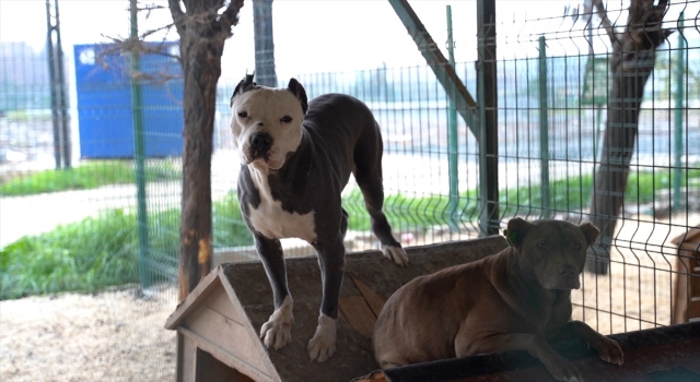 Hatay’da 162 yasaklı ırk köpek kısırlaştırıldı