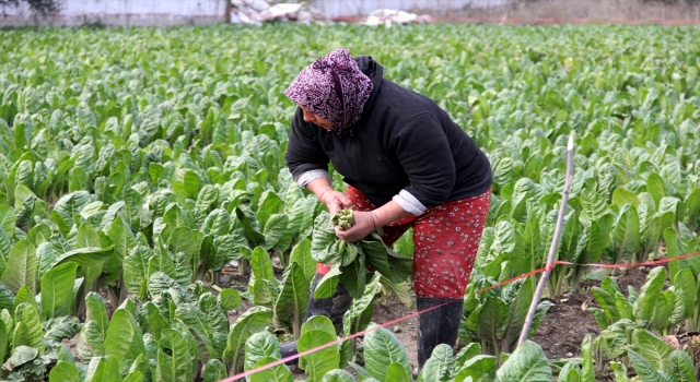 Hataylı pazı üreticileri bu yıl 6 bin tonun üzerinde rekolte bekliyor