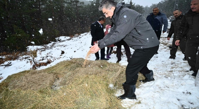 Osmaniye’de yaban hayvanları için doğaya yem bırakılıyor