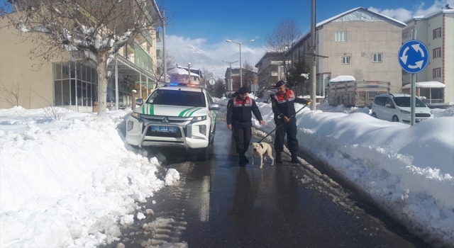 Kahramanmaraş’ta başıboş gezerken yakalanan pitbull barınağa gönderildi