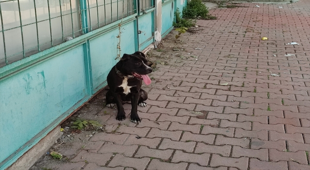 Adana’da sokağa terkedilen yasaklı ırk köpek barınağa yerleştirildi