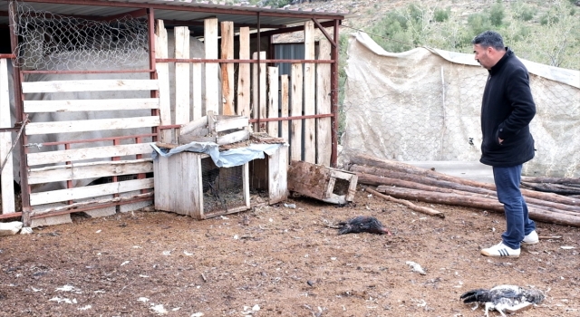 Mersin’de ağıla giren sokak köpekleri 6 kuzu ile 9 tavuğu telef etti