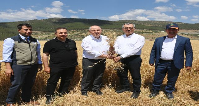 Başkan Güngör Buğday Hasadına Katıldı
