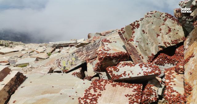 Türkiye'nin En Büyük Uğur Böceği Kolonisi Kahramanmaraş'ta