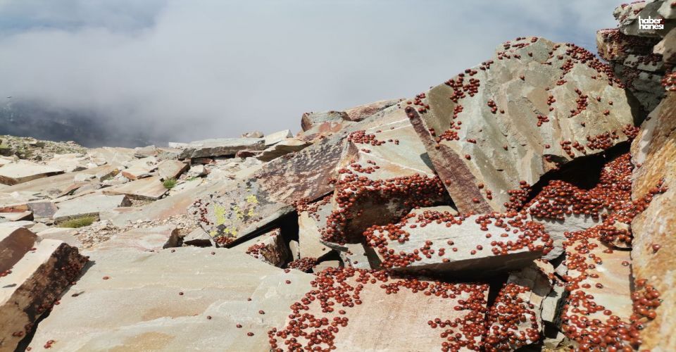 Türkiye'nin En Büyük Uğur Böceği Kolonisi Kahramanmaraş'ta