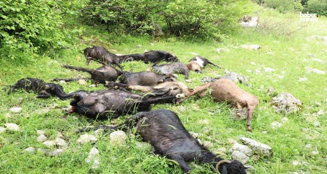 Kahramanmaraş’ta İki Kurt Sürüye Saldırdı: 6 Koyun Telef