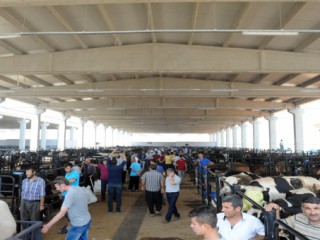 KURBAN SATIŞ, KESİM YERİ VE KESİM ÜCRETLERİ BELİRLENDİ