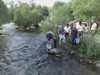 KIRMIZI BENEKLİ YAVRULAR TÖRBÜZEK ÇAYI İLE BULUŞTU