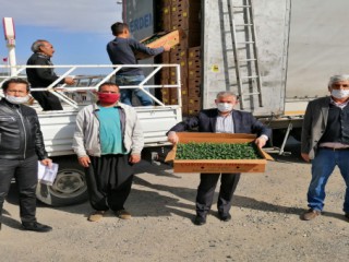 Maraş Biber Fidesi Dağıtıldı