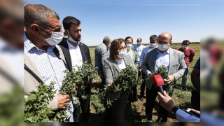 Başkan Şahin Nizip Nanesini Tanımayan Kalmayacak