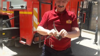 Ebabil Kuşu İpten Kurtarıldı