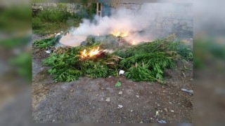 Uyuşturucu Operasyonunda 2 Bin 350 Kök Hint Keneviri Ele Geçirildi