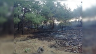Kahramanmaraş'ta Anız Yaktılar Alevler Ormana Sıçradı