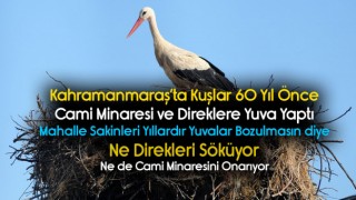 Yıllardır Kuşların Yuvası İçin Onarım Yapmıyorlar