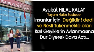 Avukat Kalay Yaşam Hakkı Sadece İnsanlar İçin Değildir
