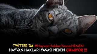 Hayvan Hakları Yasası Hemen Kampanyası