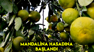 Okitsu Türü Mandalinanın Hasadına Başlandı
