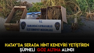 Serada Hint Keneviri Yetiştirildi