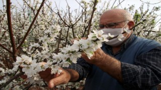 Örtü Altı Erik Ağaçları Erken Çiçek Açtı